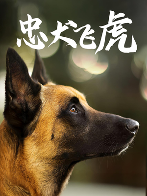 忠犬飞虎（33集）精彩短剧天天看