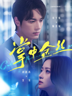 掌中金丝(60集) 掌中金丝(60集)短剧精彩片段